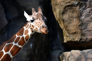 Obraz premium giraffe in zoo