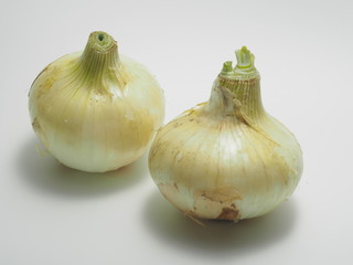 Obraz premium 新玉ねぎ