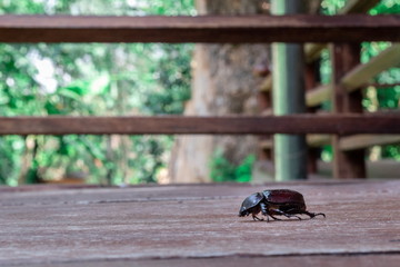 Small insect on wooden balcony
