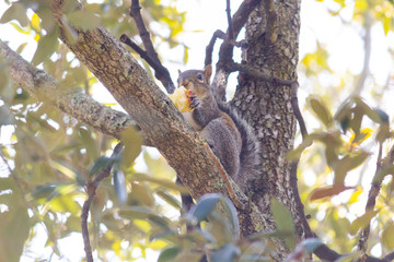 Squirrel eating an apple