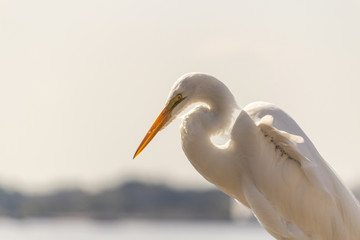 Egret on a dock