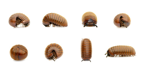 Group of pill millipede worm(Oniscomorpha) isolated on a white background. Glomerida. Insect....