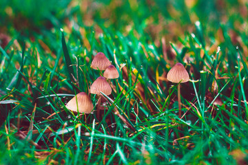 mushroom in grass