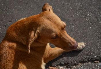 Cachorro de rua olhando