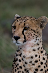 Cheetah Portrait