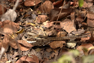 gambia birding