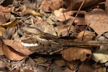 gambia birding