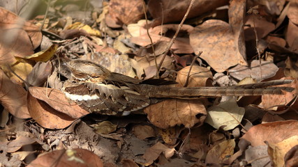 gambia birding