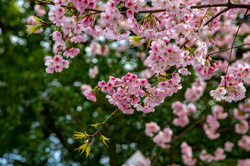 Sakura flowers or cherry blossoms in Tokyo, Japan during Spring time. Close up of flower’s petals, pollen and tree branches in Shinjuku park.