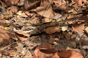 Fototapeta premium gambia birding