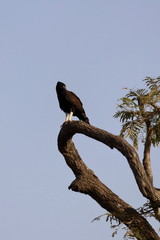 long-crested eagle