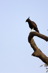 long-crested eagle
