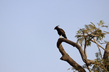 long-crested eagle