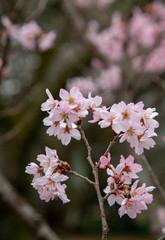 Sakura flowers or cherry blossoms in Tokyo, Japan during Spring time. Close up of flower’s petals, pollen and tree branches in Shinjuku park.