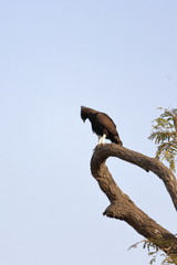 long-crested eagle