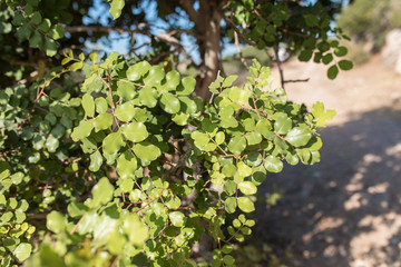 Green Carob tree leafs. Ceratonia siliqua leafs in mediterranean - Turkey.
