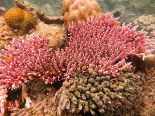 Hard coral found at coral reeef area at Tioman island, Malaysia