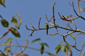 gambia birding