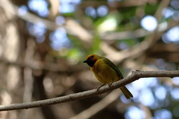 gambia birding