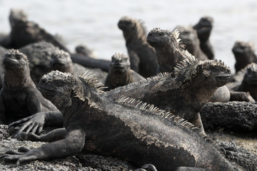 Galapagos Marine Iguana - Iguanas warming in the sun on volcanic rocks on Fernandina Island,...