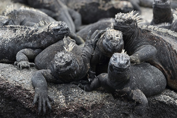 Animals. Galapagos Marine Iguana - Iguanas warming in the sun on volcanic rocks on Fernandina Island, Espinoza Point. Amazing wildlife animals on Galapagos Islands, Ecuador.