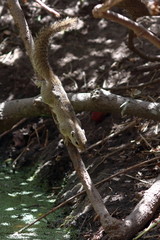 gambia birds