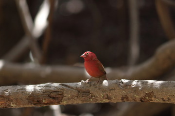 gambia birds
