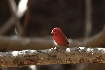 gambia birds