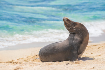 Naklejka premium Galapagos Sea Lion in sand lying on beach on Gardner Bay Beach, Espanola Island, Galapagos Islands. Animals and wildlife nature on San Cristobal Island, Galapagos, Ecuador, South America. Cute animals