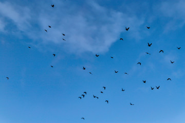 birds in freedom flying through blue sky