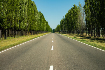 Large Asphalt route with intermittent lines framed by trees of green foliage.