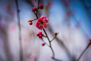 Blooming Plum Blossoms