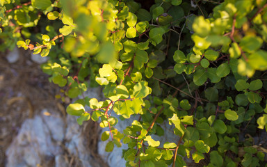 Green Carob tree leafs. Ceratonia siliqua leafs in mediterranean - Turkey.