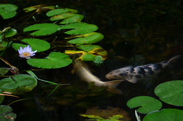 fish koi in the garden