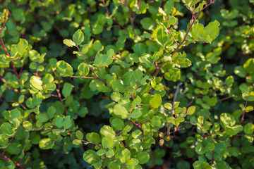 Fototapeta na wymiar Green Carob tree leafs. Ceratonia siliqua leafs in mediterranean - Turkey.