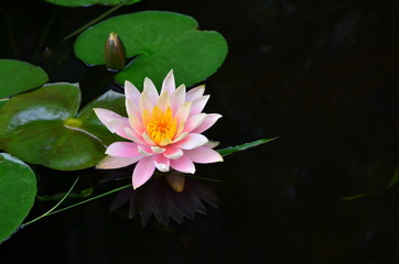 Flowers in the garden