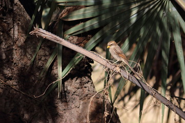 birds gambia