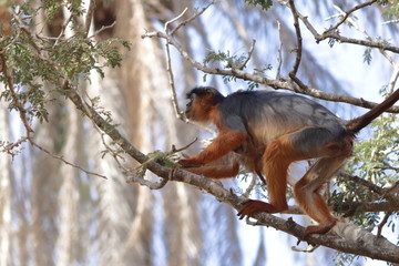 red colobus monkey