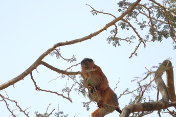 red colobus monkey