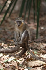 green monkey