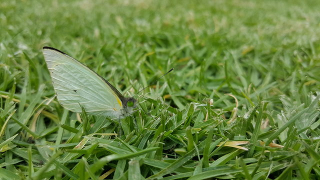 Mariposa verde