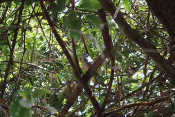 shikra