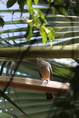 shikra