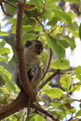 green monkey