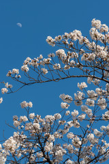 Close up full bloom beautiful pink cherry blossoms flowers ( sakura ) over the garden in springtime...