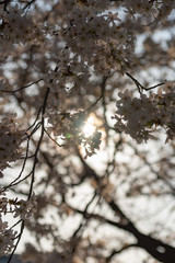 Close up full bloom beautiful pink cherry blossoms flowers ( sakura ) over the garden in springtime sunny day with soft natural background