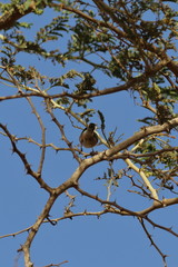 gambia