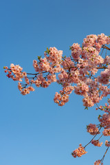 Close up full bloom beautiful pink cherry blossoms flowers ( sakura ) over the garden in springtime sunny day with soft natural background