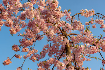 Close up full bloom beautiful pink cherry blossoms flowers ( sakura ) over the garden in springtime...