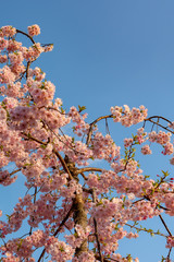 Close up full bloom beautiful pink cherry blossoms flowers ( sakura ) over the garden in springtime...